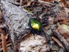 Бронзовка-кавказская_1